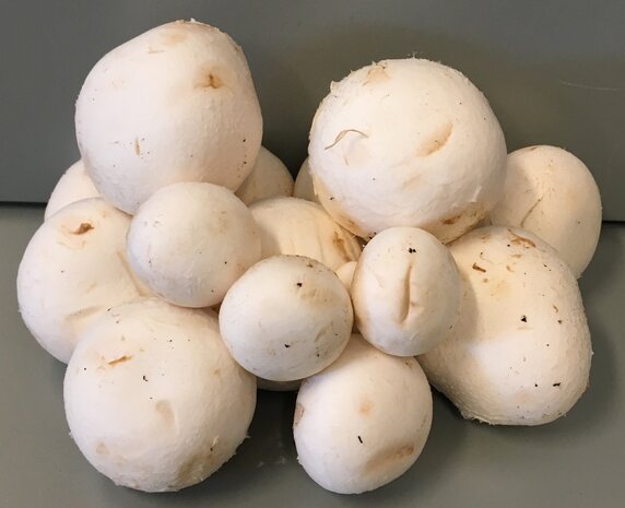 Champignons 250gr