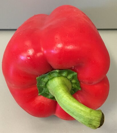 Paprika rood 